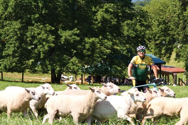A cyclist in a yellow and green jersey and white helmet stands among a flock of white sheep on green grass.
