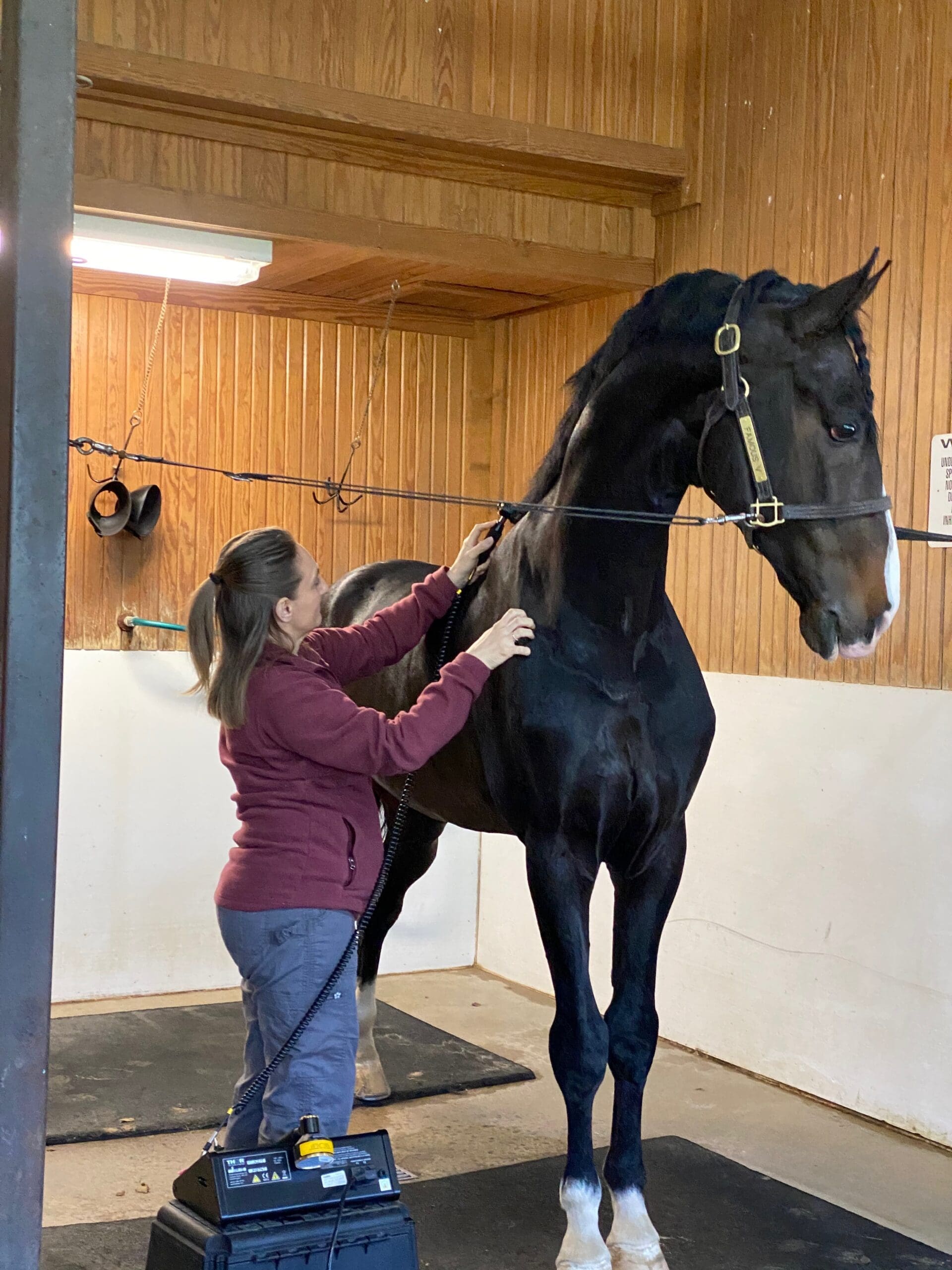 Linda Bailey treats a horse with red light therapy.