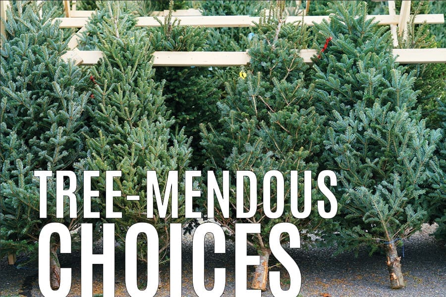 Rows of cut evergreen Christmas trees leaning against wooden racks, with large white text reading "Tree-mendous Choices.