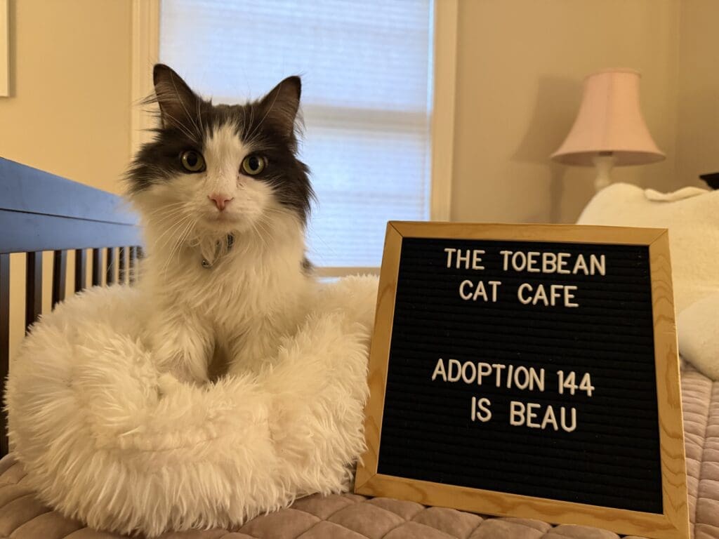 A black-and-white cat sits in a white fluffy bed beside a letter board reading "THE TOEBEAN CAT CAFE, ADOPTION 144 IS BEAU.